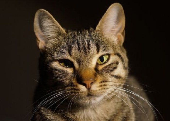 PENTING! 5 Alasan Mata Kucing Sering Berair, Bisa Terjadi Pembengkakan!