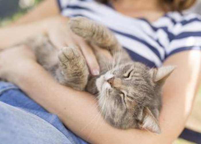 Ternyata Begini Cara Kucing Mengungkapkan Rasa Sayang, Simak 10 Tanda Kucing Sayang Pada Kita