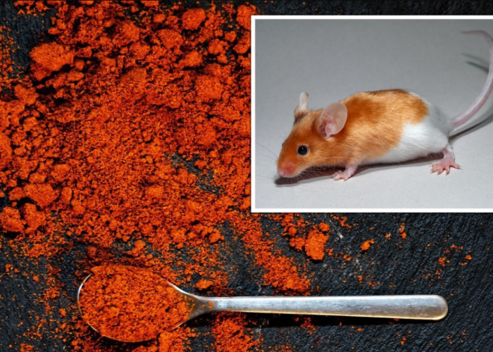 Tikus Pusing karena Baunya, Ini 6 Cara Mengusir Tikus Menggunakan Cabai Dengan Ampuh