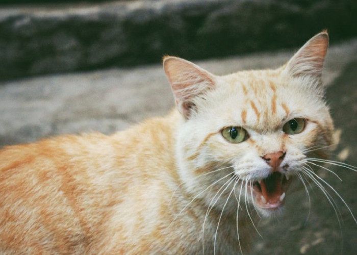 Yuk Kenali 5 Ciri Kucing Marah Sama Kita, Jangan di Sepelekan!