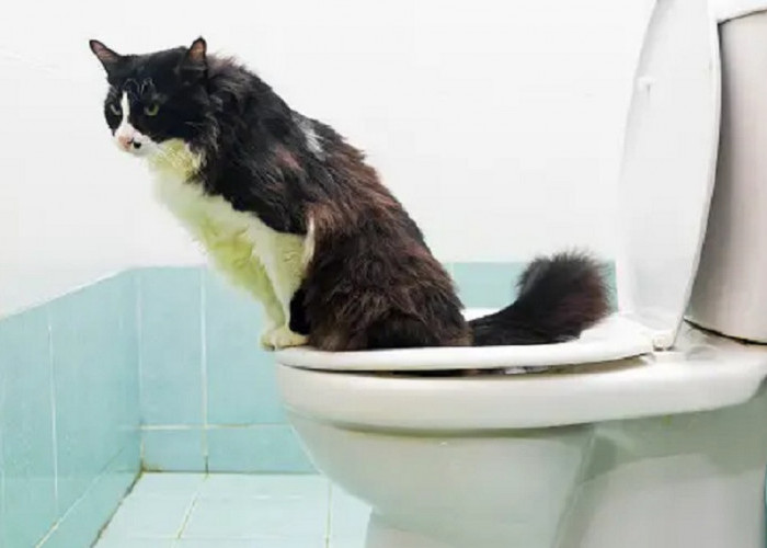 5 Cara Mengajari Kucing Kampung Berak dan Buang Air di Toilet, Para Pemilik Kucing Wajib Tau!