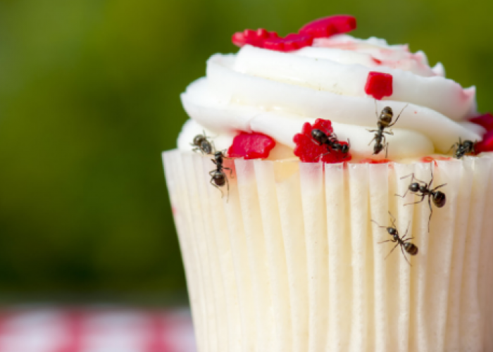 Apakah Makanan yang Sudah 'Dicicipi' Semut Boleh Dimakan? Begini Penjelasannya