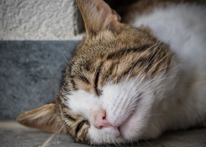 Kucing Liar Suka Tidur di Teras Rumahmu? Ternyata ada 5 Hal Yang Bikin Kucing Nyaman Dengan Teras Rumahmu Lho