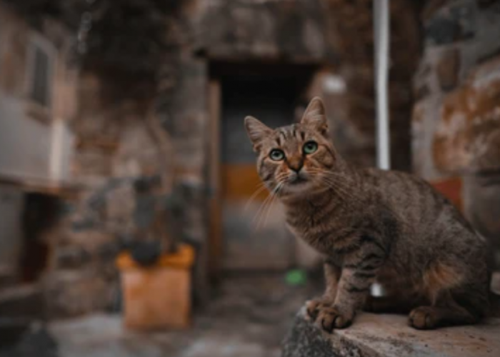 Jangan Diusir! Inilah 5 Tanda Kucing Liar Masuk Rumah Dalam Islam, Bisa Jadi Bawa Rezeki