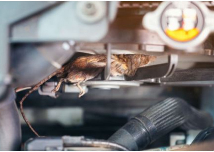 Ini Dia Alasan Mengapa Tikus Masuk Ke Dalam Kap Mobil, Sangat Berbahaya Jika Dibiarkan.