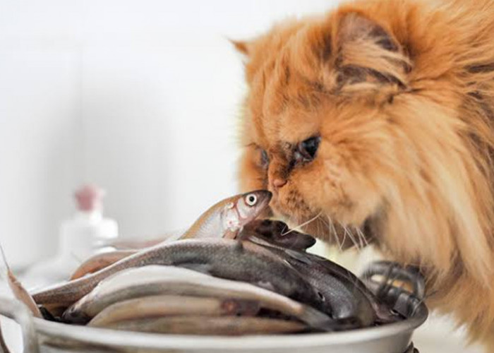 Inilah 7 Jenis Ikan Terbaik yang Cocok Dijadikan Makanan untuk Kucing Ras, Pemilik Anabul Wajib Tahu