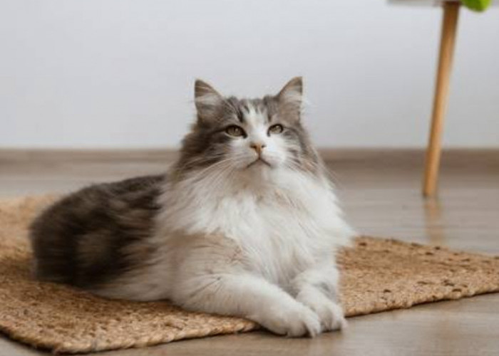 Inilah 5 Cara Hilangkan Bau Kencing Kucing yang Menyengat di Rumah