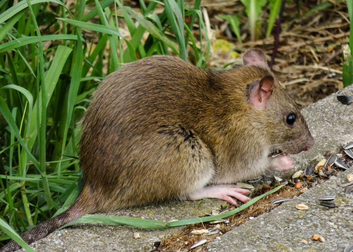 Ada Yang Bisa Pakai Bahan Dapur! Begini Cara Mencegah Tikus Got Masuk Rumah, Simak Penjelasannya