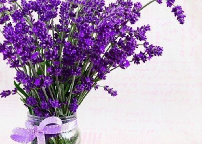 5 Manfaat Menanam Tanaman Lavender di Rumah Sebagai Tanaman Hias, Apa Saja?