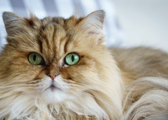 Ingin Bulu Kucing Panjang Dan Berkilau? Simak Berikut 6 Cara Melebatkan Bulu Kucing Secara Alami