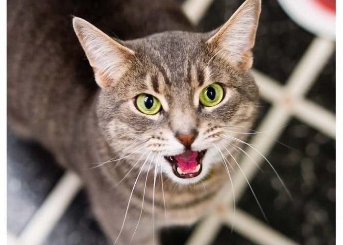 Bukan Hanya Mengeong, Inilah 6 Jenis Suara Kucing Beserta Artinya yang Perlu Dipahami