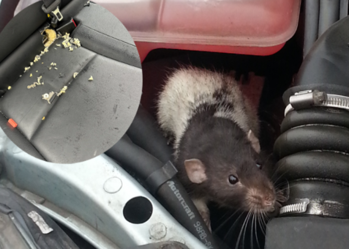 Cek Apa Ada Tikus di Kendaraan, Ini 4 Tanda Ada Tikus di Dalam Kap Mobil, Bisa Akibatkan Korsleting