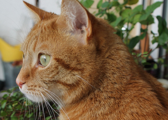 Ini Dia Jenis Kucing Kampung Yang Bisa di Pelihara di Rumah, Cocok Dijadikan Teman Baik di Rumah