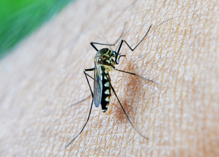 Kenapa di Rumah Banyak Nyamuk? Ini 5 Penyebab Banyak Nyamuk di Rumah, yang Jarang Disadari!