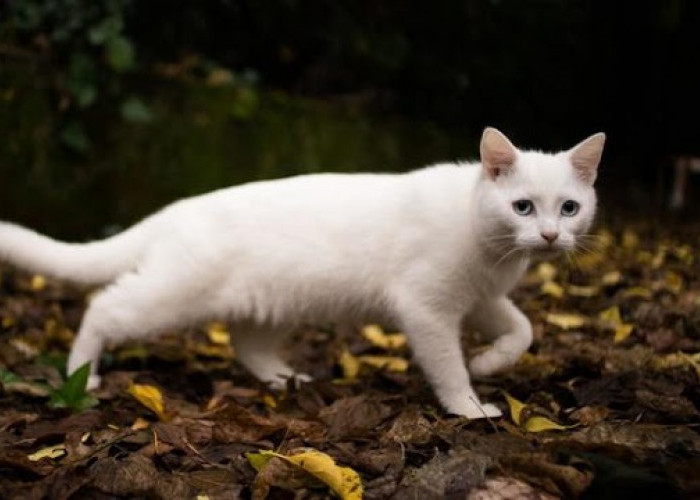 Kucing Kampung Dengan Warna Hitam Gelap Dan Putih Terang Memiliki Perbedaan Karakter, Cocok Untuk Dipelihara!