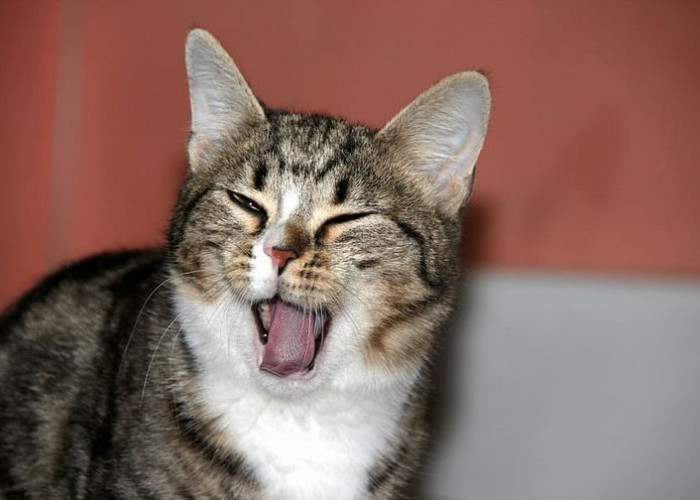 4 Alasan Kucing Mengedipkan Mata, Apakah Kucing Bahagia atau Sedang Merasakan Sakit? Ayo Simak!