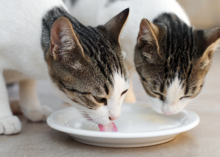 4 Rekomendasi Merk Susu Formula untuk Kucing, Cocok untuk Anabul Segala Umur