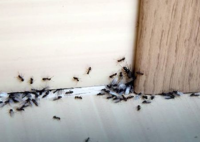 7 Cara Terampuh Menghilangkan Sarang Semut Di Rumah! Dijamin Gak Datang Lagi