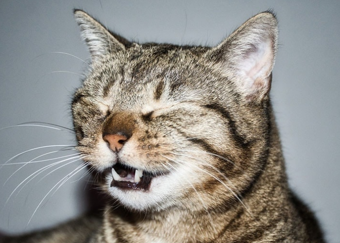 Wajib Tau! 4 Aroma Ini Berbahaya Untuk Kucing Peliharaan Kita Lho