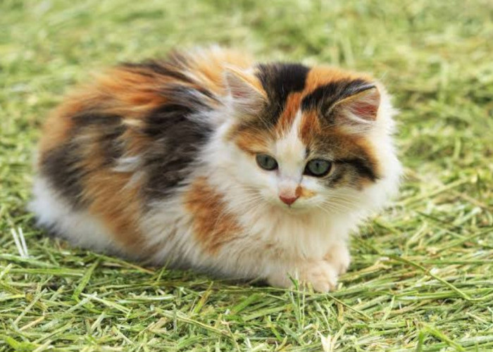 Kenali Karakter Kucing Berdasarkan Warna Bulu, Cat Lovers Harus Paham!