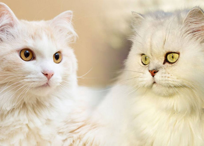 Sekilas Tampak Mirip, Inilah 5 Perbedaan Kucing Anggora dan Kucing Persia yang Sangat Mencolok
