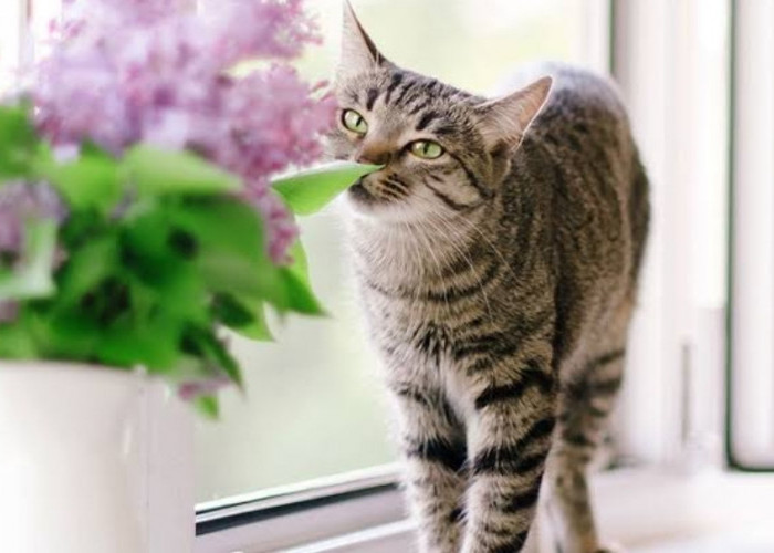 Ternyata Kucing Juga Tidak Menyukai Aroma Ini, Jangan Sampai Lengah Menjaga Kucing Peliharaan!