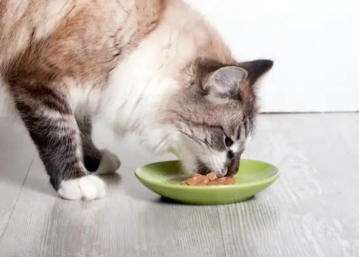 3 Resep Makanan Kucing Buat di Rumah Dengan Mudah! No. 1 Olahan Puding Bikin Nafsu Makan Anabul Meningkat