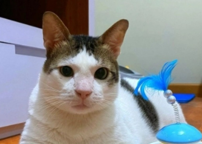 Bobby Kartanegara Menjadi Viral, Ternyata Kucing Prabowo Subianto Siap Tinggal di Istana Presiden Tahun Ini