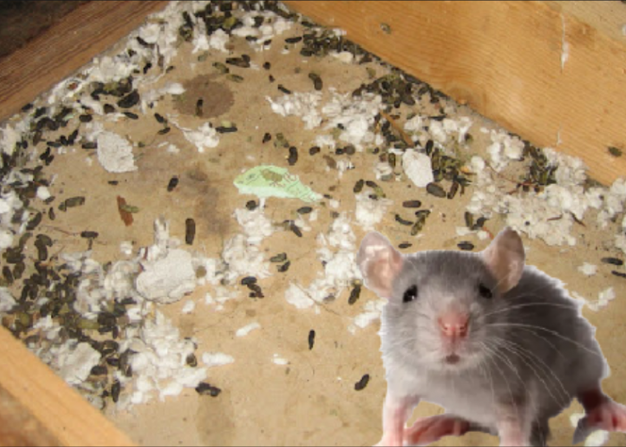 5 Cara Menghilangkan Bau Kotoran dan Kencing Tikus, Bikin Hewan Pengerat Tidak Betah di Rumah