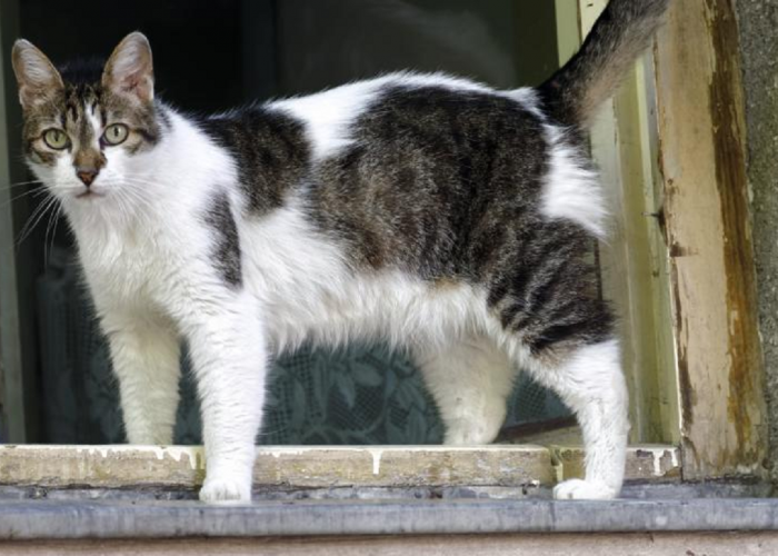 Ini Perbedaan Kucing Senior Dan Kucing Tua! Simak Penjelasannya Supaya Tidak Salah Dalam Perawatannya