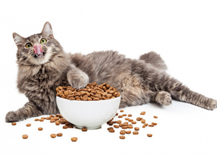 7 Rekomendasi Makanan Kucing Kering yang Murah dan Bagus Untuk Pertumbuhan! Cocok Untuk Jenis Apapun!