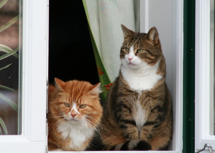 5 Cara Agar Kucing Betah di Rumah dan Tidak Sering Keluar Rumah!