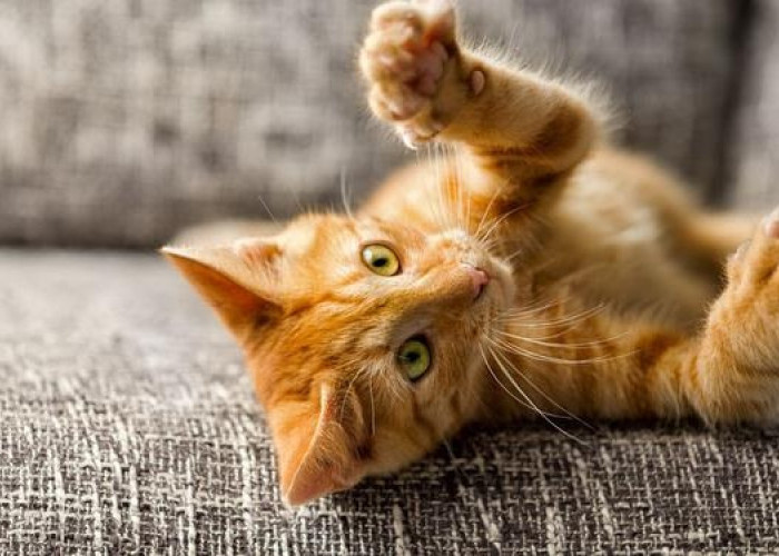 3 Cara Mendekati Kucing Kampung agar Nurut dan Menjadi Peliharaan yang Menyenangkan