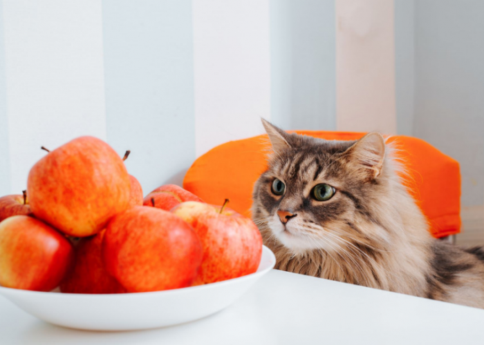 Ini Top 7 Buah yang Aman Dimakan Kucing dan Penuh Manfaat!