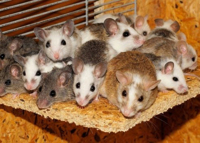 5 Alasan Tikus Kabur Terbirit-birit Menjadi Cara Ampuh Usir Tikus! Bikin Kapok Tikus Datang ke Rumah!