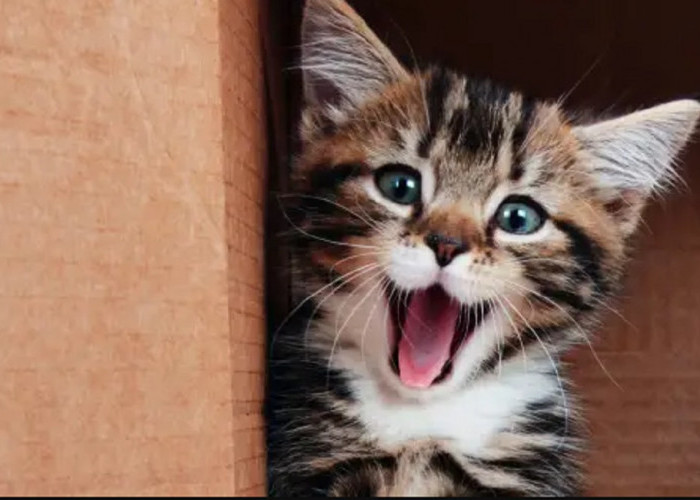 Inilah 5 Cara Membuat Kucing Bahagia, Ternyata Mudah Lho! Pemilik Kucing Wajib Tiru Nih