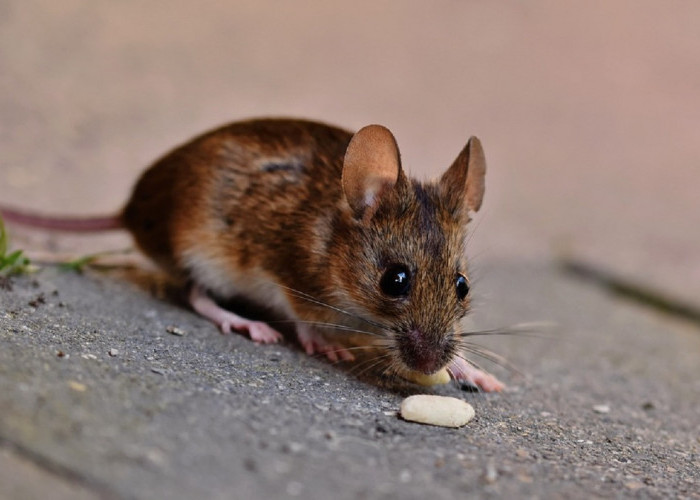 Baunya Bikin Tikus Tidak Tahan, Berikut 7 Bahan Dapur Yang Aromanya Tidak Disukai Tikus