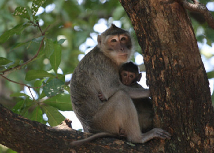 990 Monyet Ekor Panjang Asal Indonesia Diekspor ke Amerika Serikat, Apakah Ada dari Habitat Gunung Ciremai?