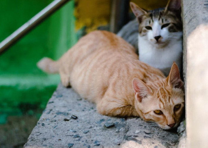 5 Cara Simpel Mengusir Kucing Liar Yang Sering Datang Ke Rumah, Yuk Simak