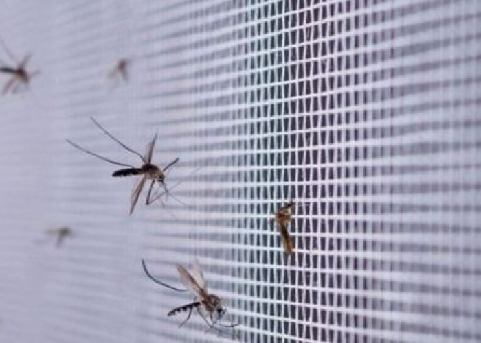 Ketahui 5 Hewan Yang Ditakuti Nyamuk, Tips Mengusir Nyamuk Tanpa Capek