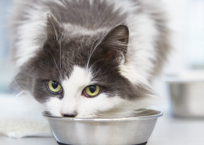 Berikut 4 Jenis Makanan Kucing Rumahan yang Bagus Untuk Mengilaukan Bulu dan Menyehatkan! Simak Disini