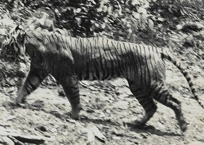 Harimau Dianggap sebagai Simbol Kekuatan bagi Masyarakat Sunda, Dipanggil Maung, Mitos atau Realitas?