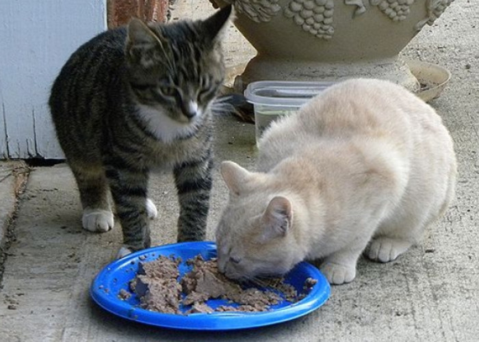 3 Resep Makanan Kucing Sehat dan Lezat Buatan Sendiri