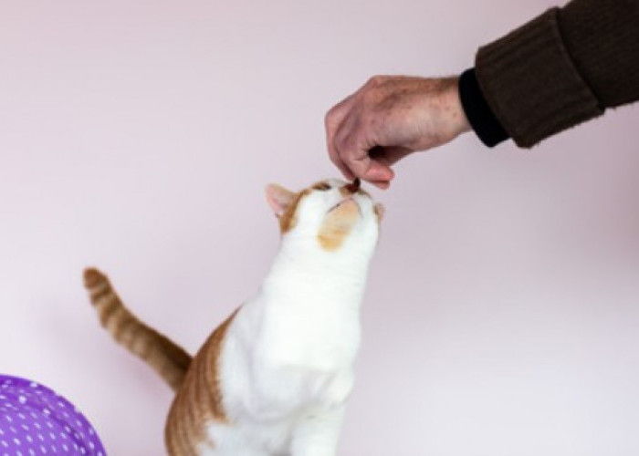 Apa Kucing Boleh Makan Tempe Goreng? Ini Penjelasan Para Ahli