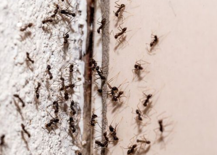 Kenapa Banyak Sarang Semut Di Rumah? Sering Gak Di Sadari Ternyata Ini 6 Alasannya..