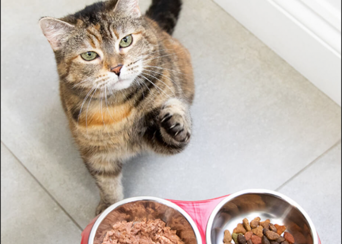 Kenapa Kucing Tidak Menghabiskan Makanannya Dan Masih Minta Makan? Ketahui 4 Alasannya Berikut