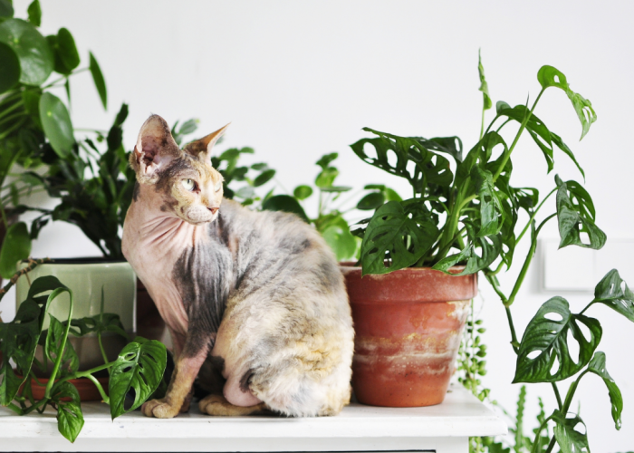 Berikut Ini 7 Tanaman Indoor yang Aman untuk Kucing Peliharaan dan Aman Dimakan Anabul