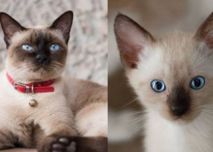 Fakta Menarik Kucing Siam! Sangat Unik, Bulu Bisa Berubah Ubah