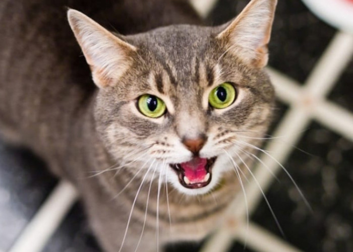 7 Arti Suara Meong Kucing di Malam Hari, Begini Mitos dan Faktanya