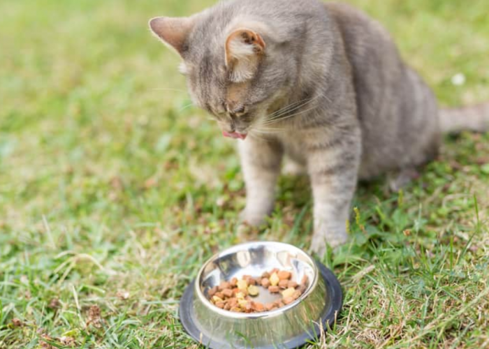 Berikut 5 Alasan Kenapa Kucing Selalu Menyisakan Makanannya, Bukan karena Anabul Boros!